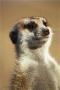 Meerkat's Photo
