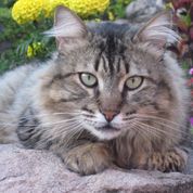 Mainecoons's Photo